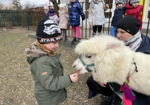 dzieci karmią i przytulają alpakę